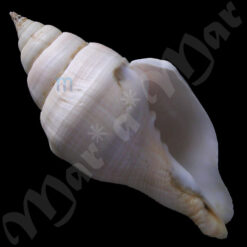 Turbinella laevigata Anton, 1839