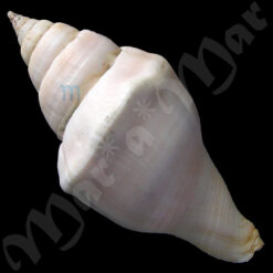 Turbinella laevigata Anton, 1839 - Imagem 2
