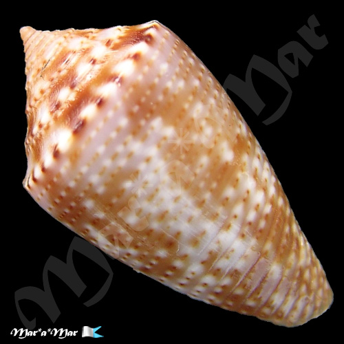 Conus josei Petuch & Barschauer, 2016 - Image 2