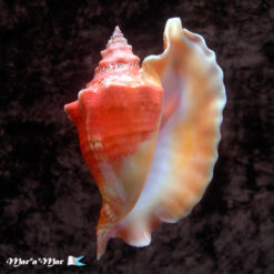 Alternative view of Strombus gallus Linnaeus, 1758