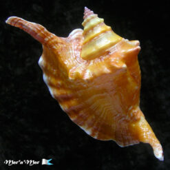 Strombus gallus Linnaeus, 1758 - Imagem 2