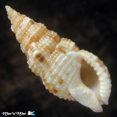 Colubraria testacea (Morch, 1877)*