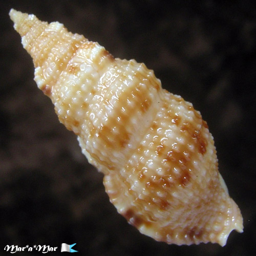 Colubraria testacea (Morch, 1877)* - Imagem 2