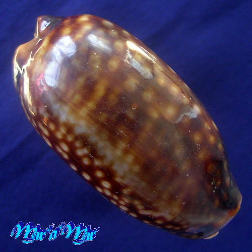 Macrocypraea zebra Linnaeus, 1758