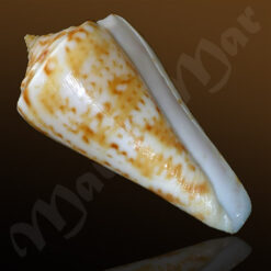 Conus sp.