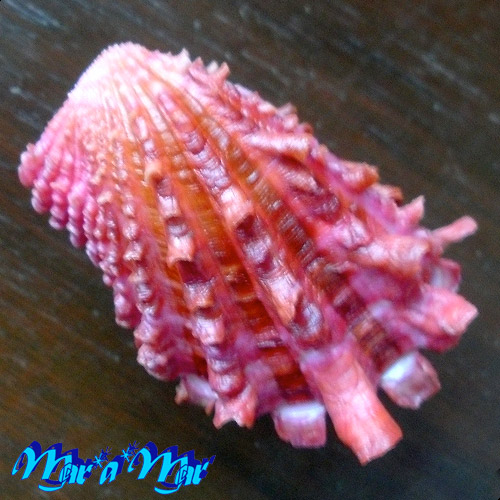 Cardita crassicostata Lamarck, 1819 - Image 2