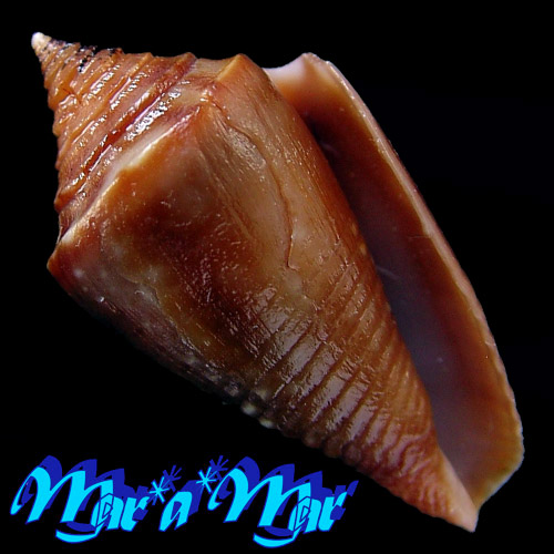 Conus (Jaspidiconus) simonei Petuch & Myers, 2014