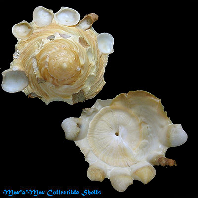 Tugurium caribaeum Petit, 1856