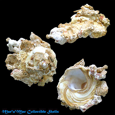 Xenophora conchyliophora (Born, 1780)