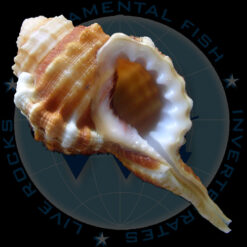 Ranularia cynocephala caribbaea Clench & Turner, 1957