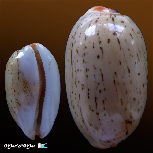 Cypraea (Luria) isabella isabella L., 1758