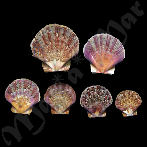 Pecten ziczac (Linnaeus, 1758)