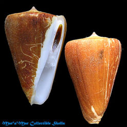 Conus quercinus Lightfoot, 1786