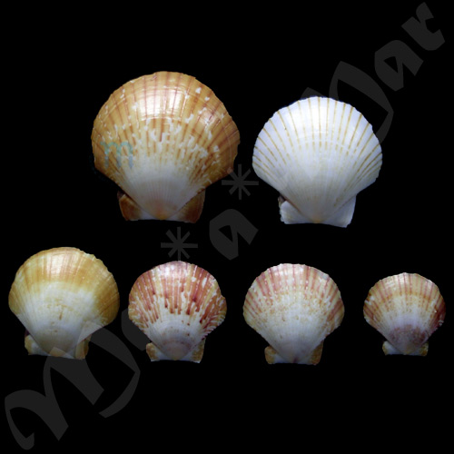 Pecten ziczac (Linnaeus, 1758) - Image 2