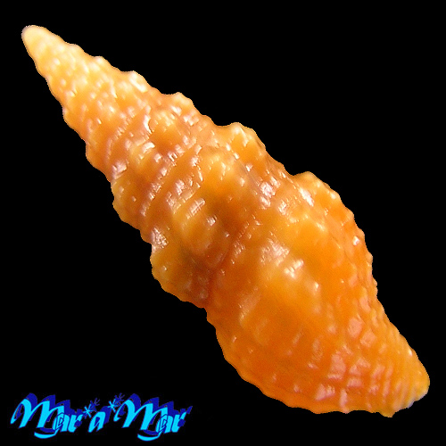 Compsodrillia sp. - Image 2