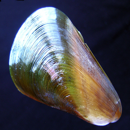 Mytella guyenensis (Lamarck, 1819)