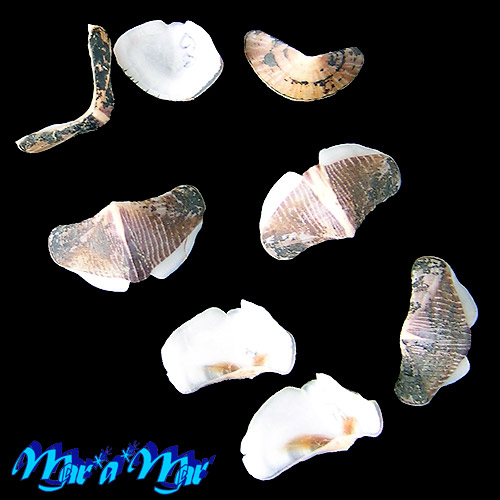 Chaetopleura angulata Spengler,1797