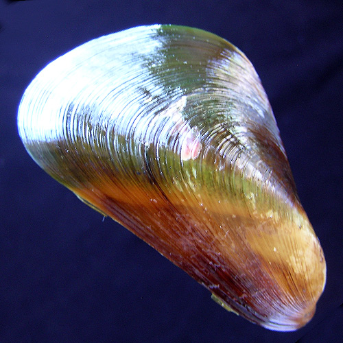 Alternative view of Mytella guyenensis (Lamarck, 1819)