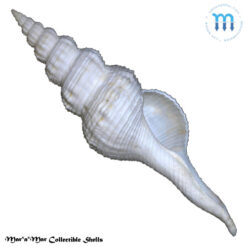 Fusinus ansatus (Gmelin, 1791)