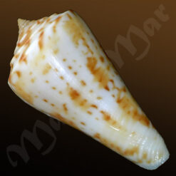 Conus sp. - Imagem 2