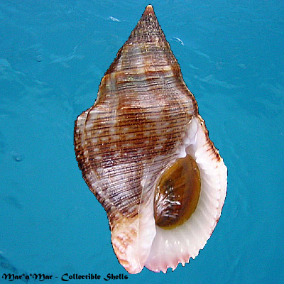 Cantharus viverratus (Kiener, 1843)