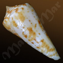 Conus sp. - Imagem 3