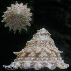 Astraea latispina (Philippi, 1844)
