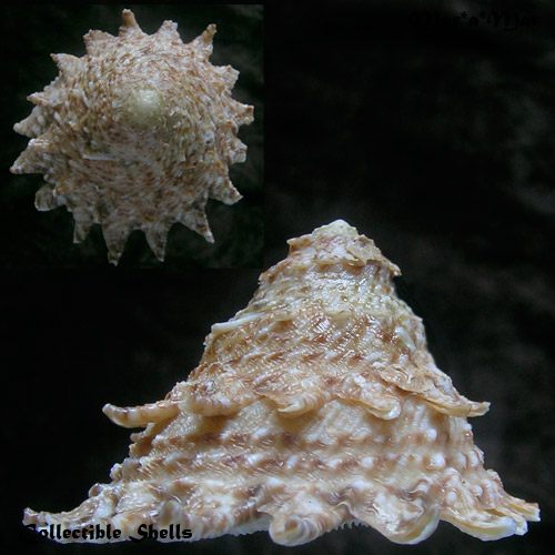 Astraea latispina (Philippi, 1844)