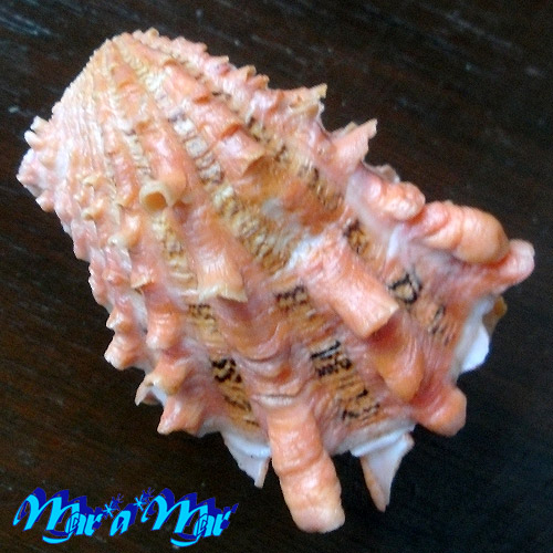 Alternative view of Cardita crassicostata Lamarck, 1819