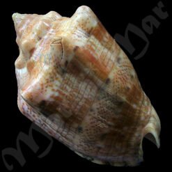 Alternative view of Voluta musica Linnaeus, 1758