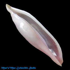 Simnia aequalis (Sowerby, 1832)