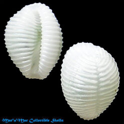 Niveria brasilica Fehse, D. & J Grego, 2005*