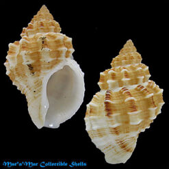 Cantharus shaskyi Berry, 1959