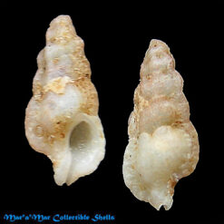 Aspella pyramidalis (Broderip, 1833)