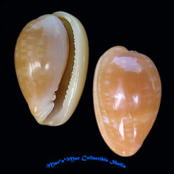 Bullata largillierti (Kiener, 1834)