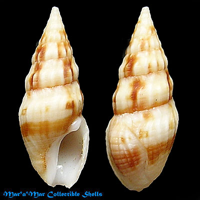 Fenimorea fucata Reeve, 1845