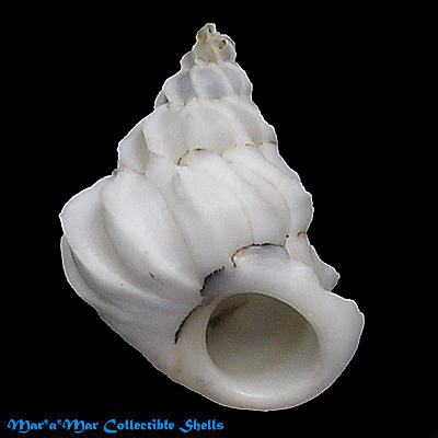 Sthenorytis turbinum Dall, 1908