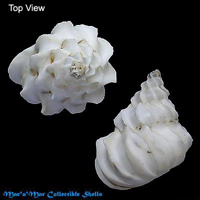 Sthenorytis turbinum Dall, 1908 - Imagem 2