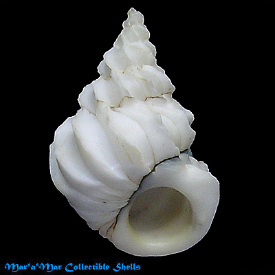 Sthenorytis turbinum Dall, 1908