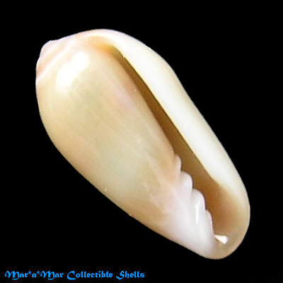 Volvarina sp. - Image 2