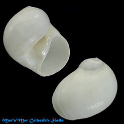 Polinices lacteus Guilding, 1833*