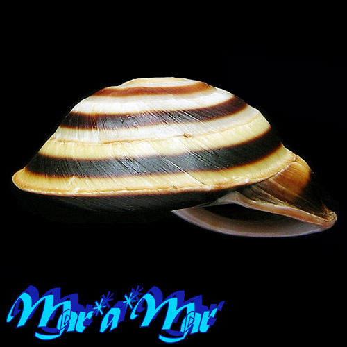 Caracolus Sagemon gutierrezi (Poey, 1854) - Imagem 2