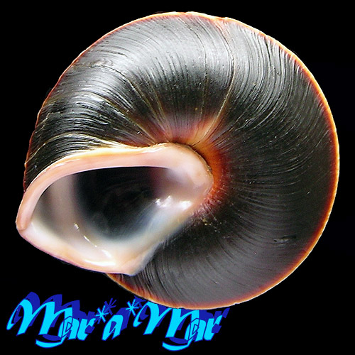 Caracolus Sagemon gutierrezi (Poey, 1854) - Imagem 3