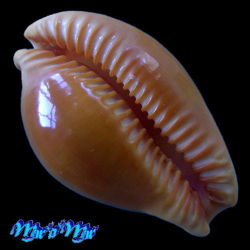 Alternative view of Cypraea (Propustularia) surinamensis (Perry, 1811)