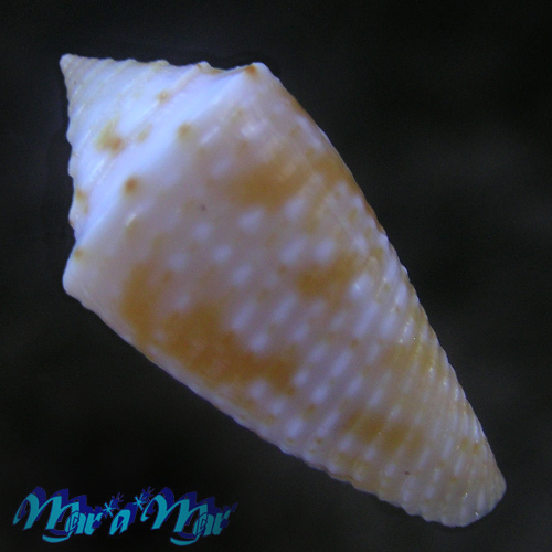 Conus sp. - Imagem 2