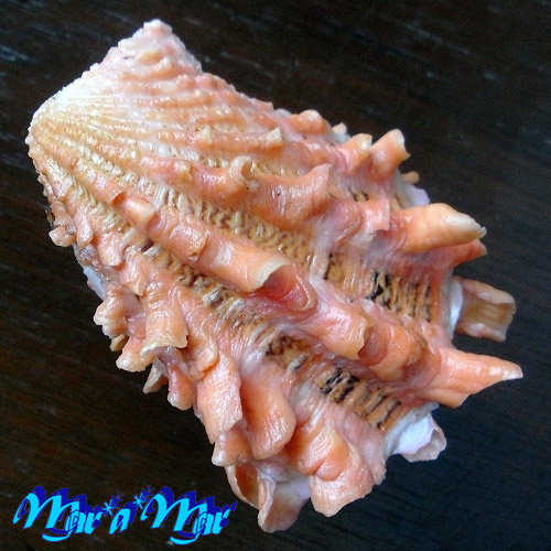 Cardita crassicostata Lamarck, 1819