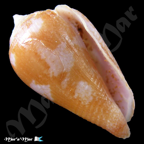 Parametaria macrostoma, Reeve 1859