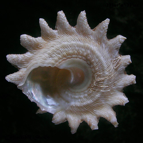 Astraea latispina (Philippi, 1844) - Imagem 2