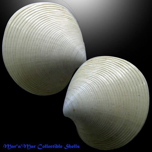 Dosinia concentrica (Born, 1778)