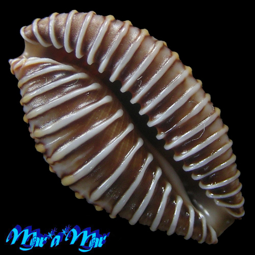 Jenneria pustulata Lightfoot, 1786 - Image 2